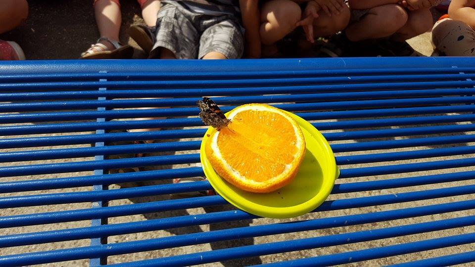 Le papillon mange son orange