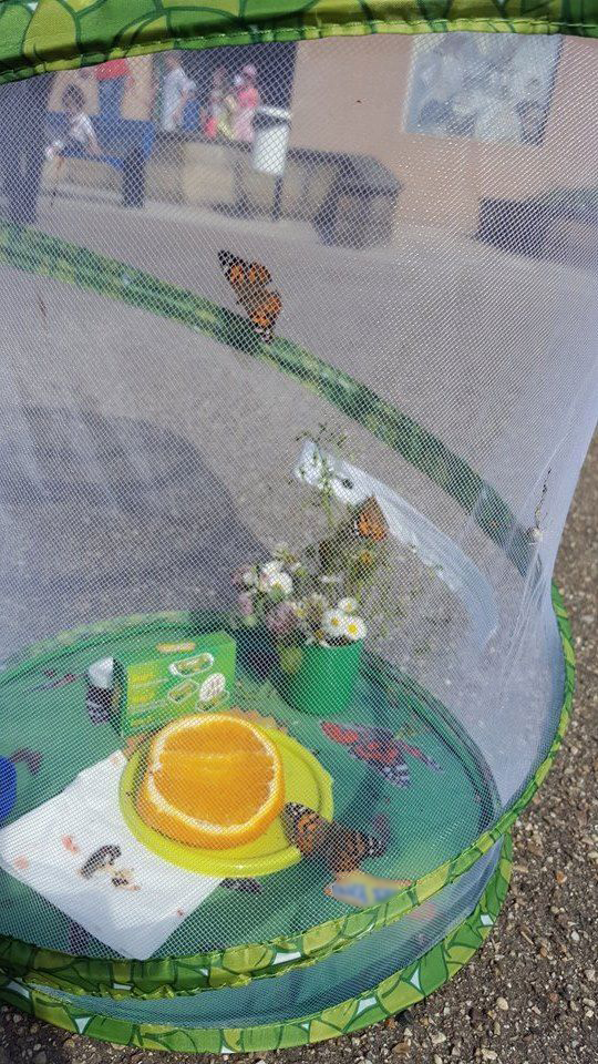 Je mets les papillons dans la cour pour qu’ils prennent l’air